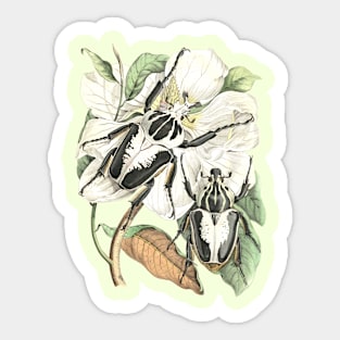 Beetles and Tropical Flower Vintage Nature Illustration Sticker